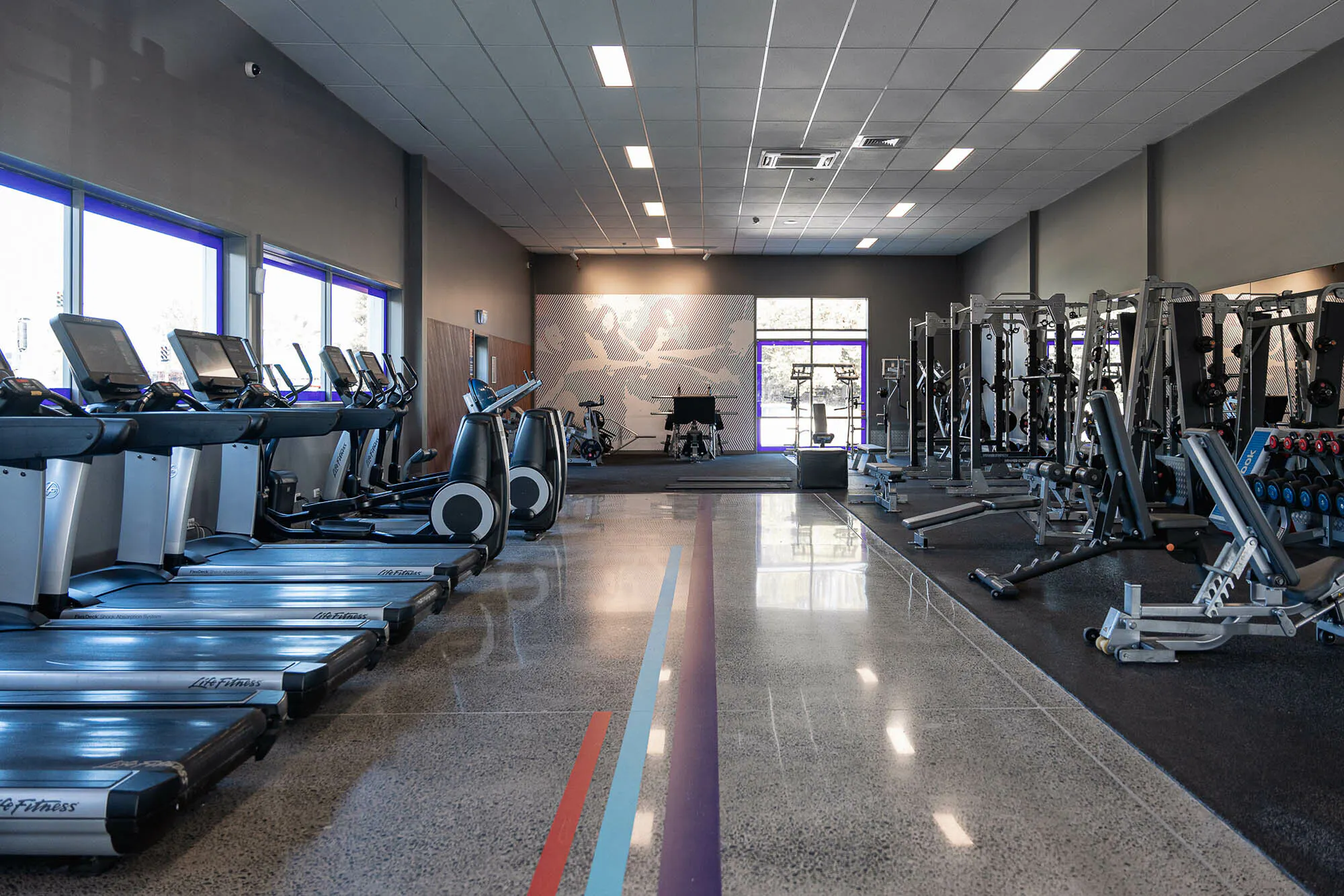 Anytime Fitness Hamilton Web8 Kakapo Business Sales