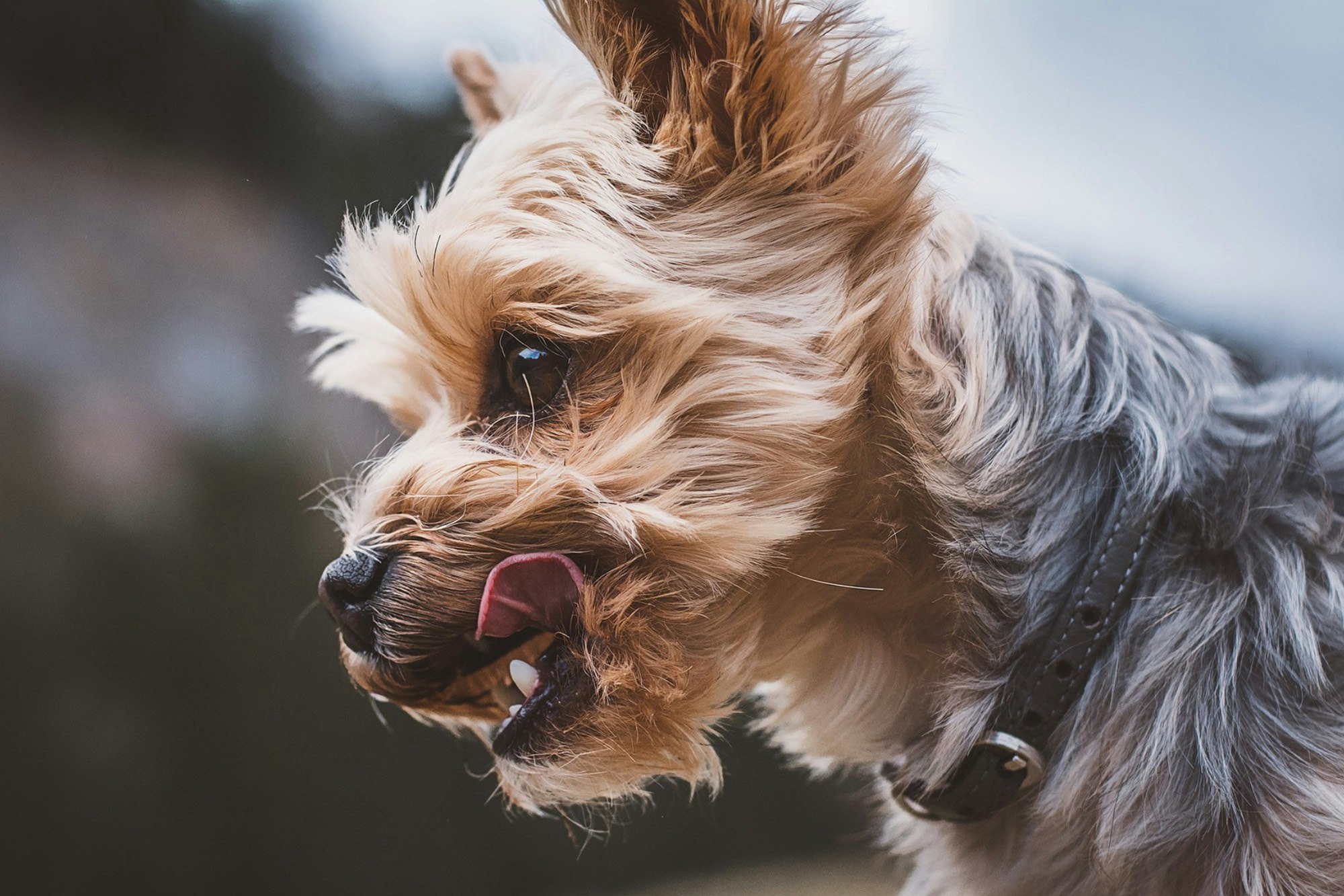 Chch Pet Care Web1 Kakapo Business Sales
