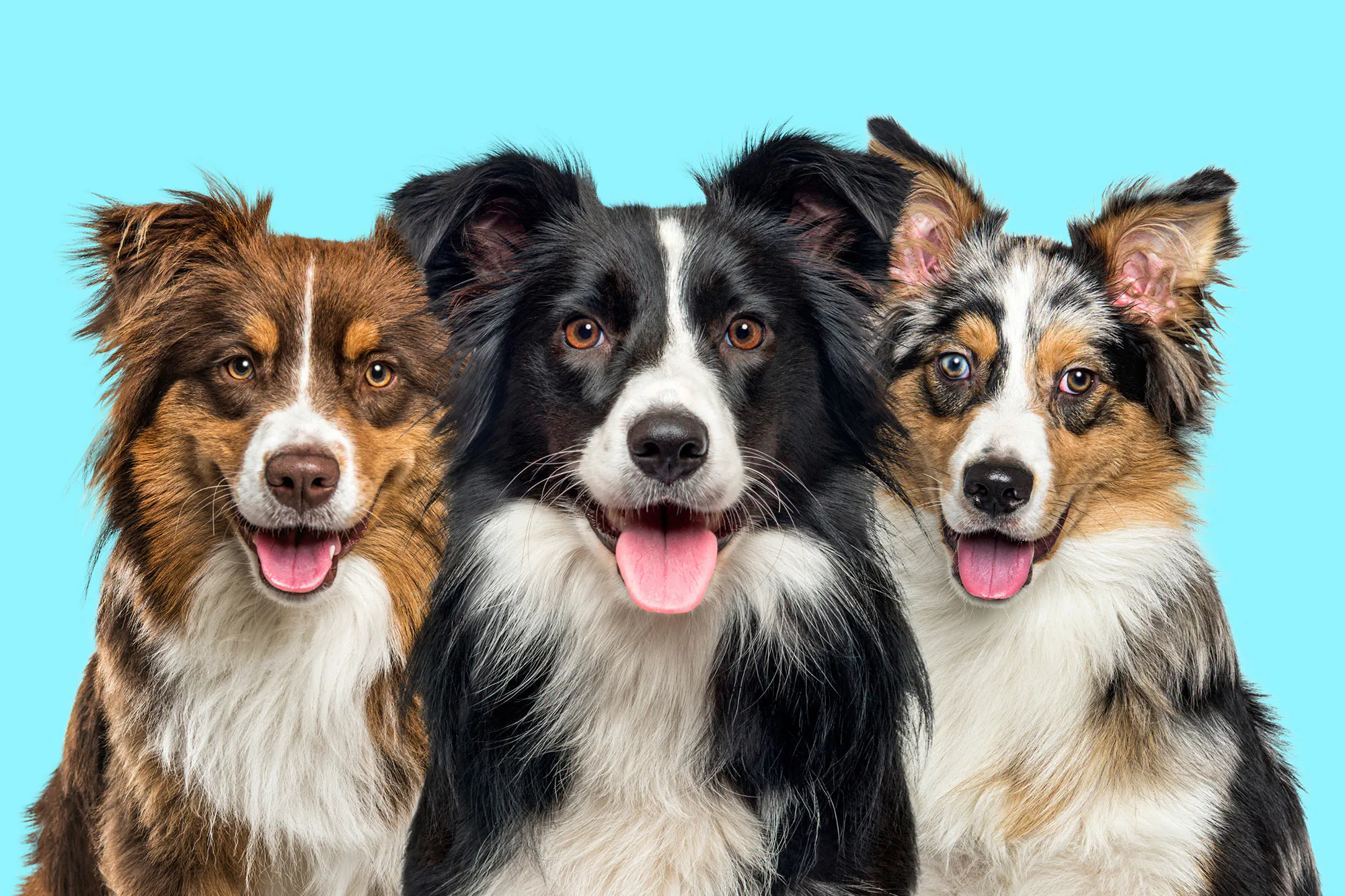 Dog grooming And Daycare Kakapo Business Sales