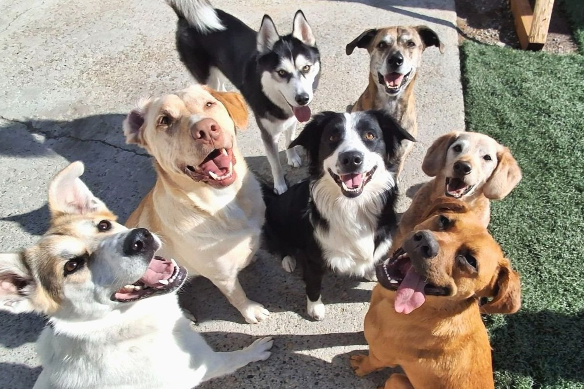 Doggy Daycare Auckland Web1 Kakapo Business Sales