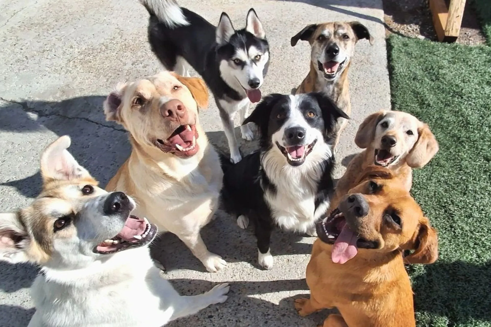 Doggy Daycare Auckland Web1 Kakapo Business Sales