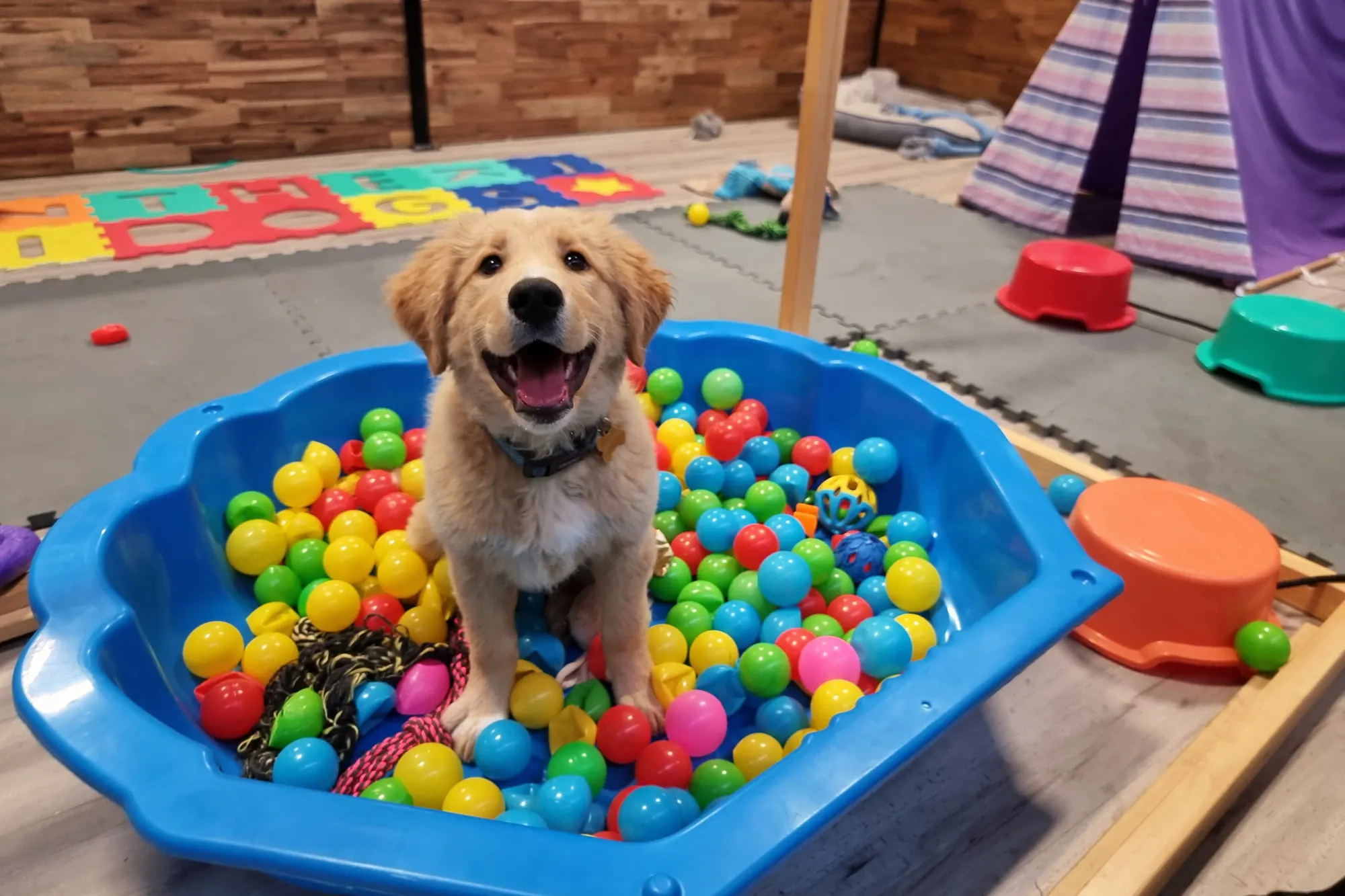 Doggy Daycare SOLD North Shore Kakapo Business Sales