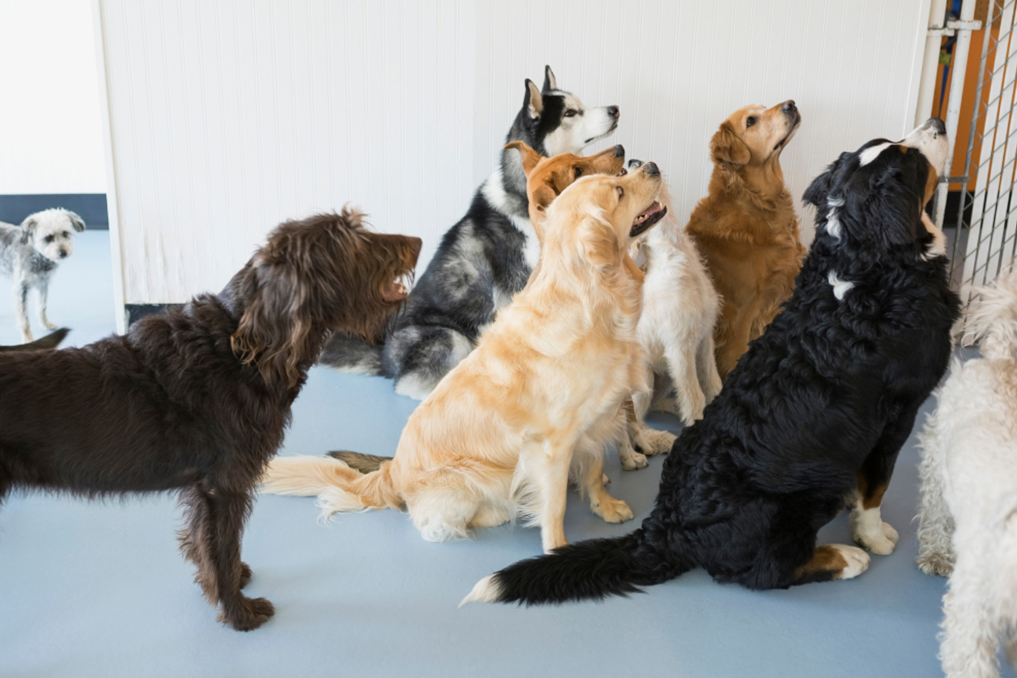 Doggy Daycare Silverdale Kakapo Business Sales