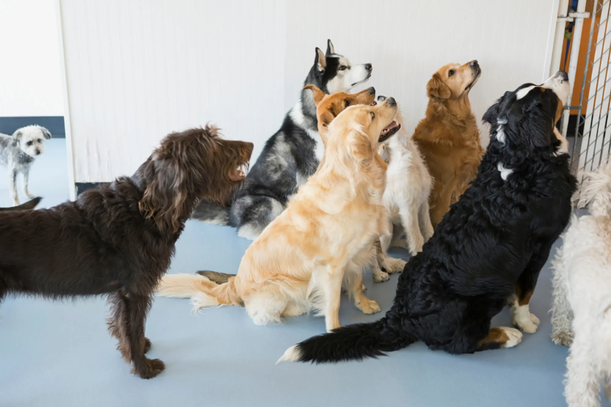 Doggy Daycare Silverdale Kakapo Business Sales