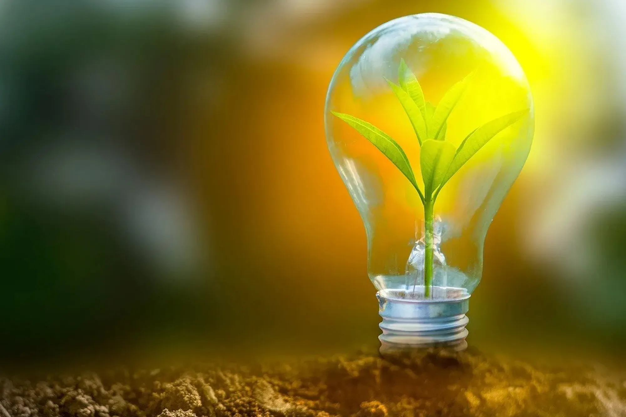 Energy Business Web1 Kakapo Business Sales