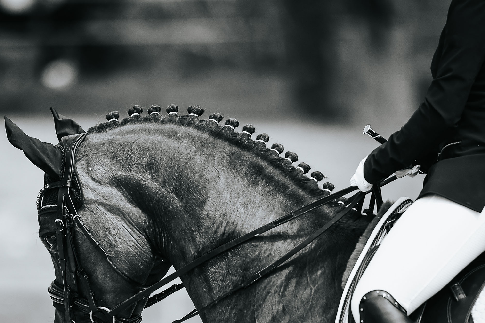Horse Fit Web1 Kakapo Business Sales