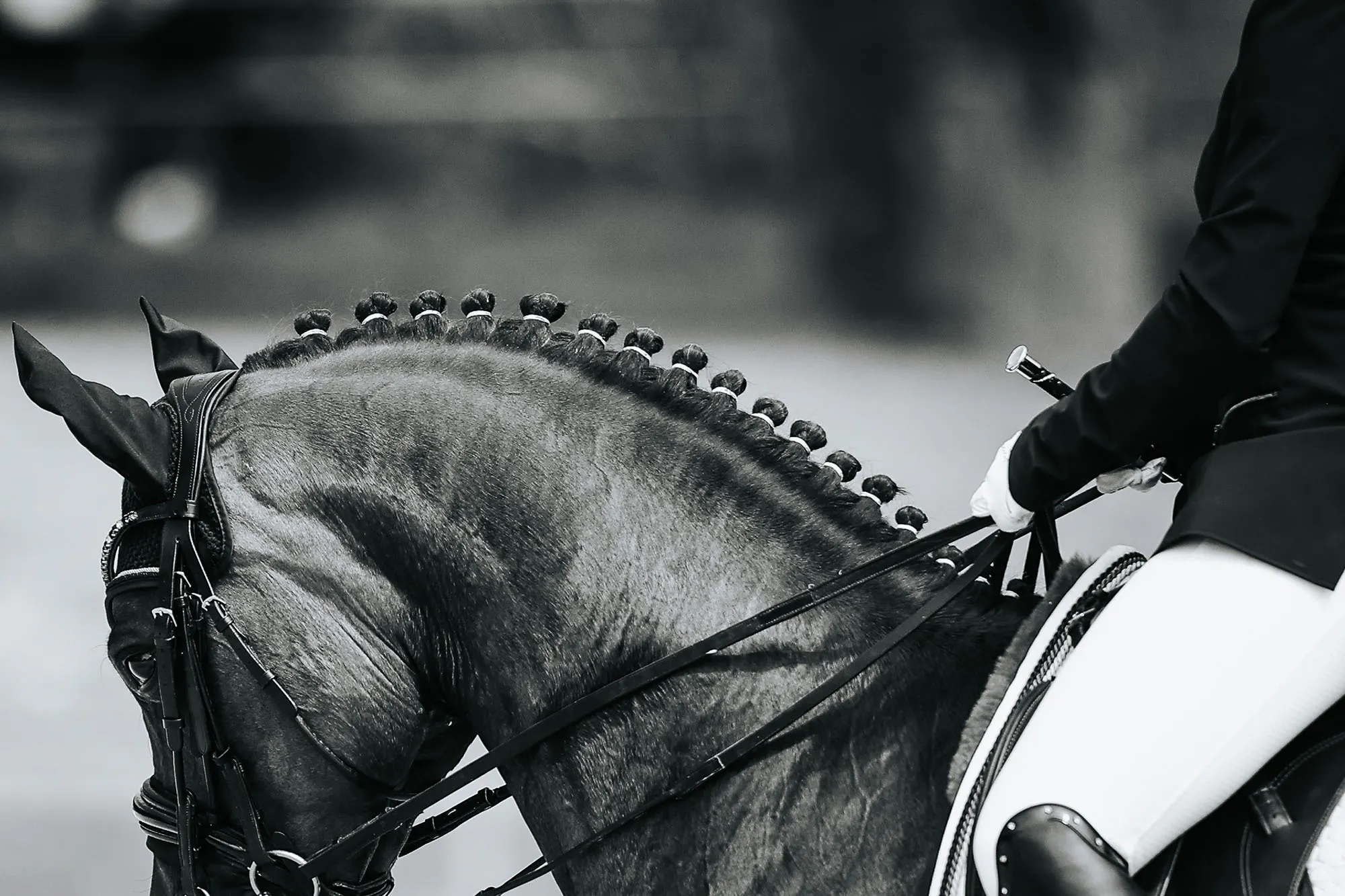 Horse Fit Web1 Kakapo Business Sales