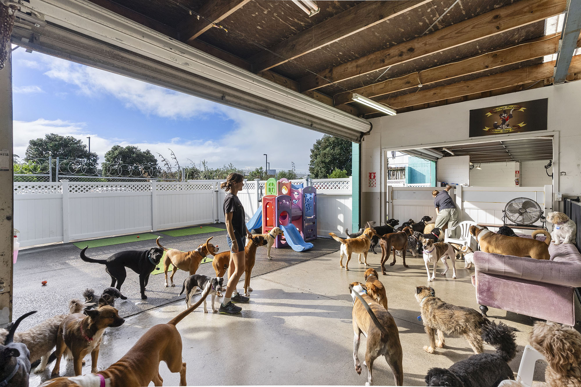 Jolly Dogs Web9 Kakapo Business Sales