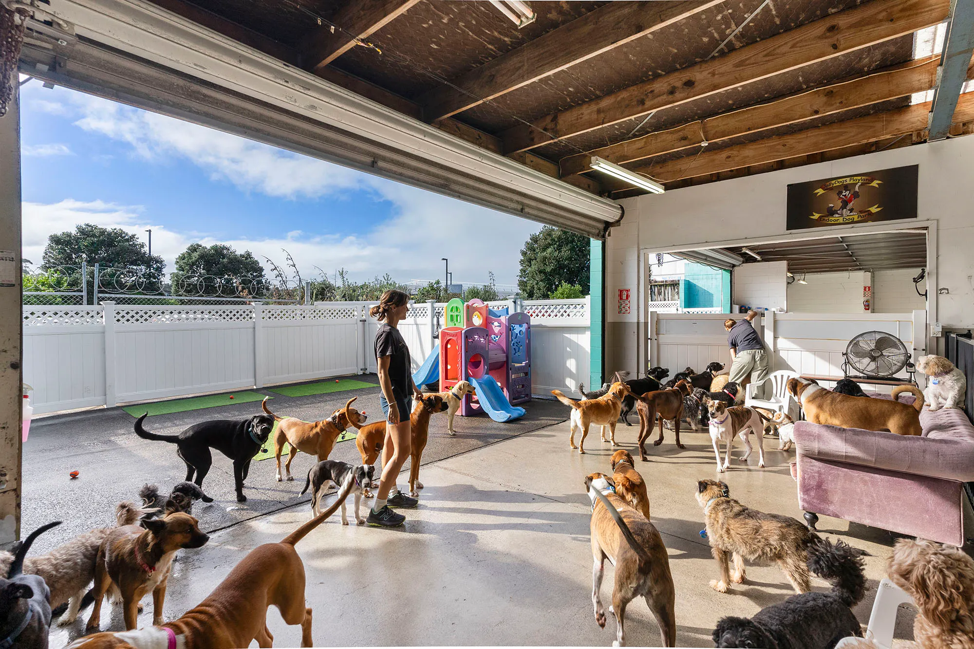 Jolly Dogs Web9 Kakapo Business Sales