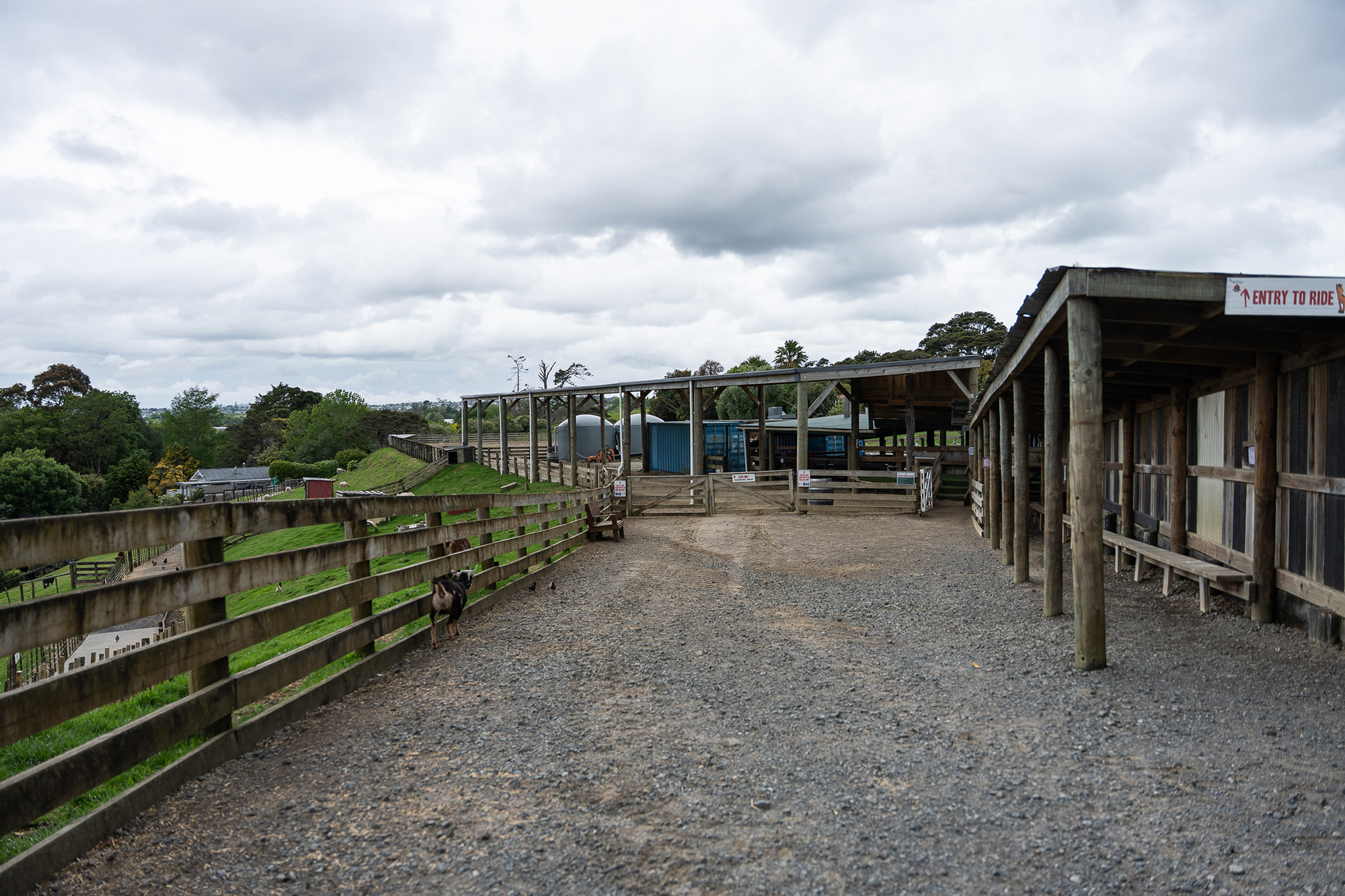 Kiwi Valley Web16 Kakapo Business Sales