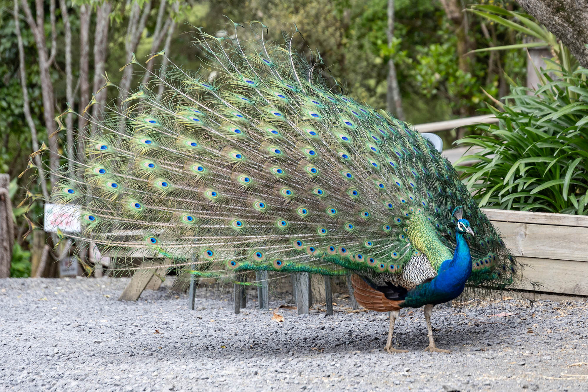 Kiwi Valley Web18 Kakapo Business Sales