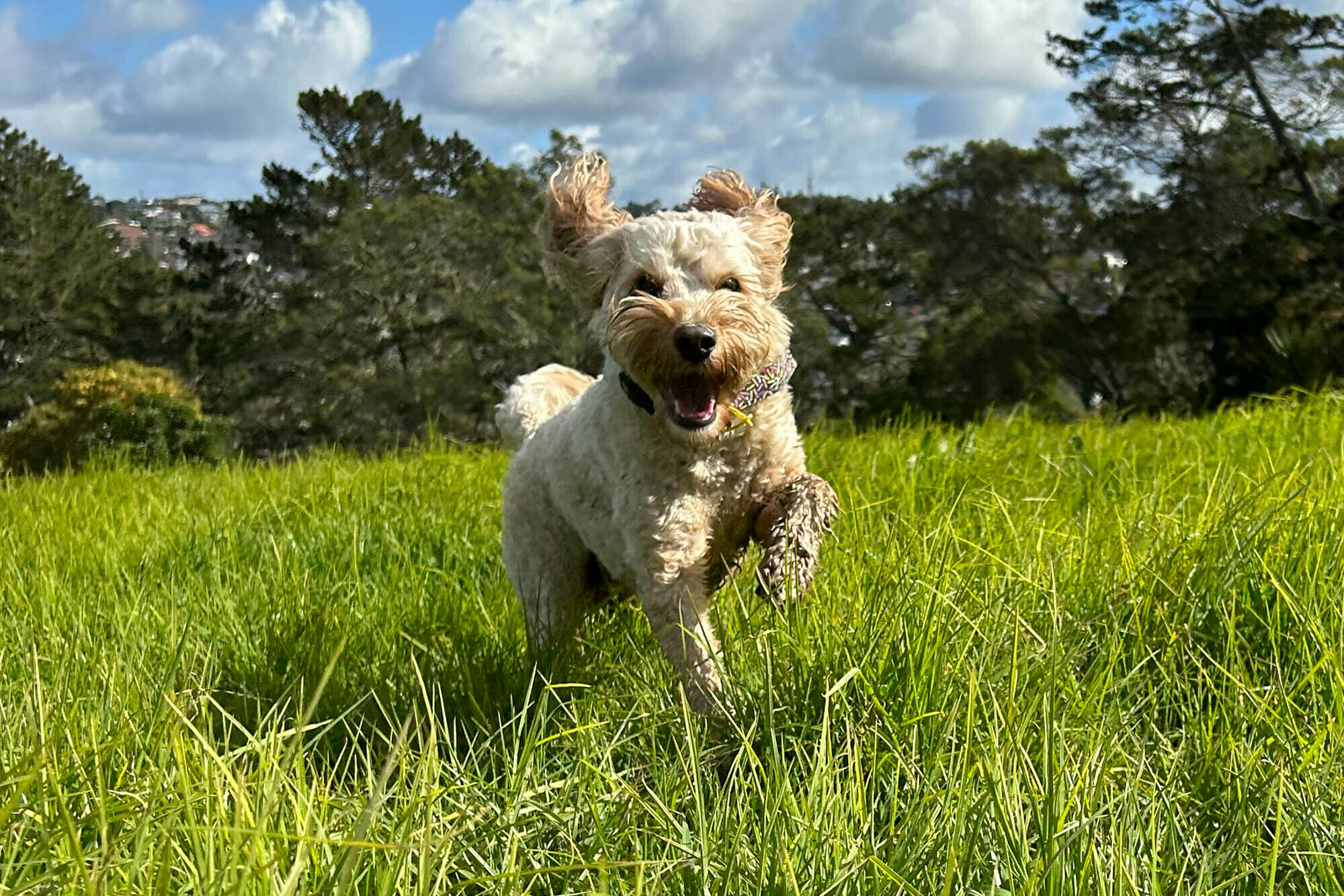 Walkabouts Dog Walking Web1 Kakapo Business Sales