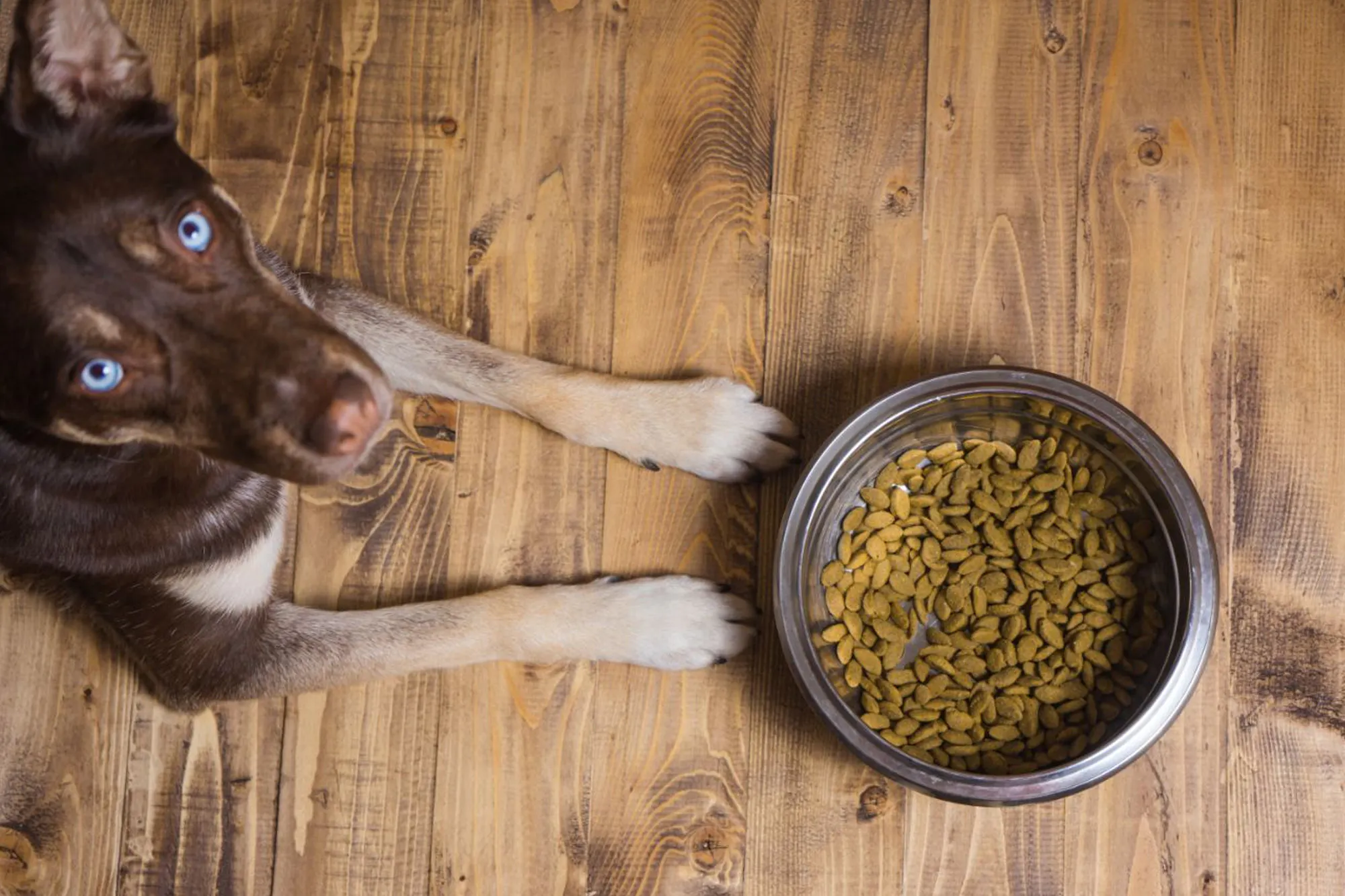 NZ Pet Food Web1 Import Distribution