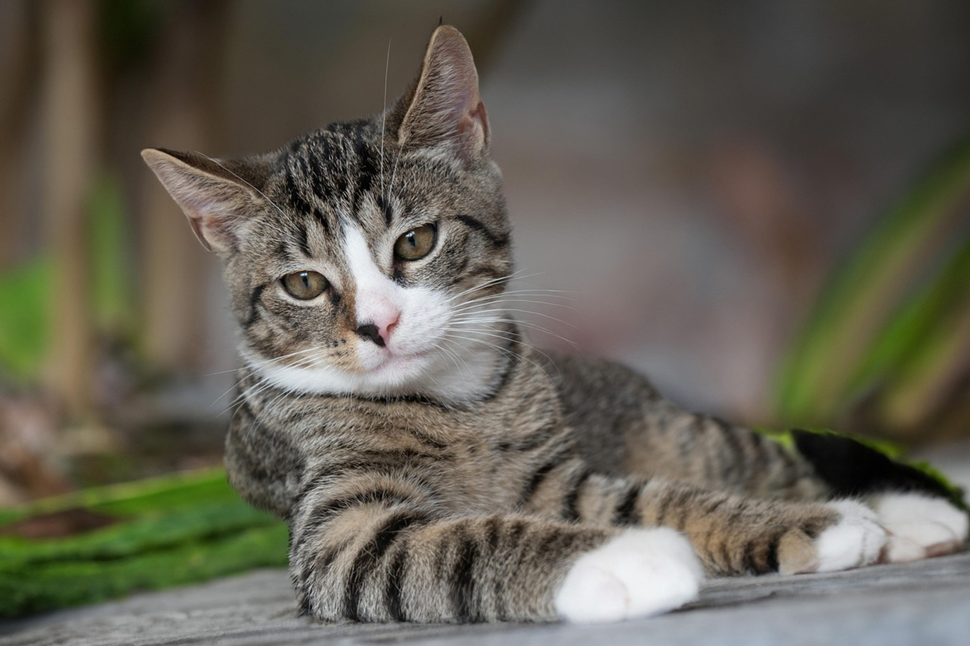 NZ Pet Food Web4 Import Distribution