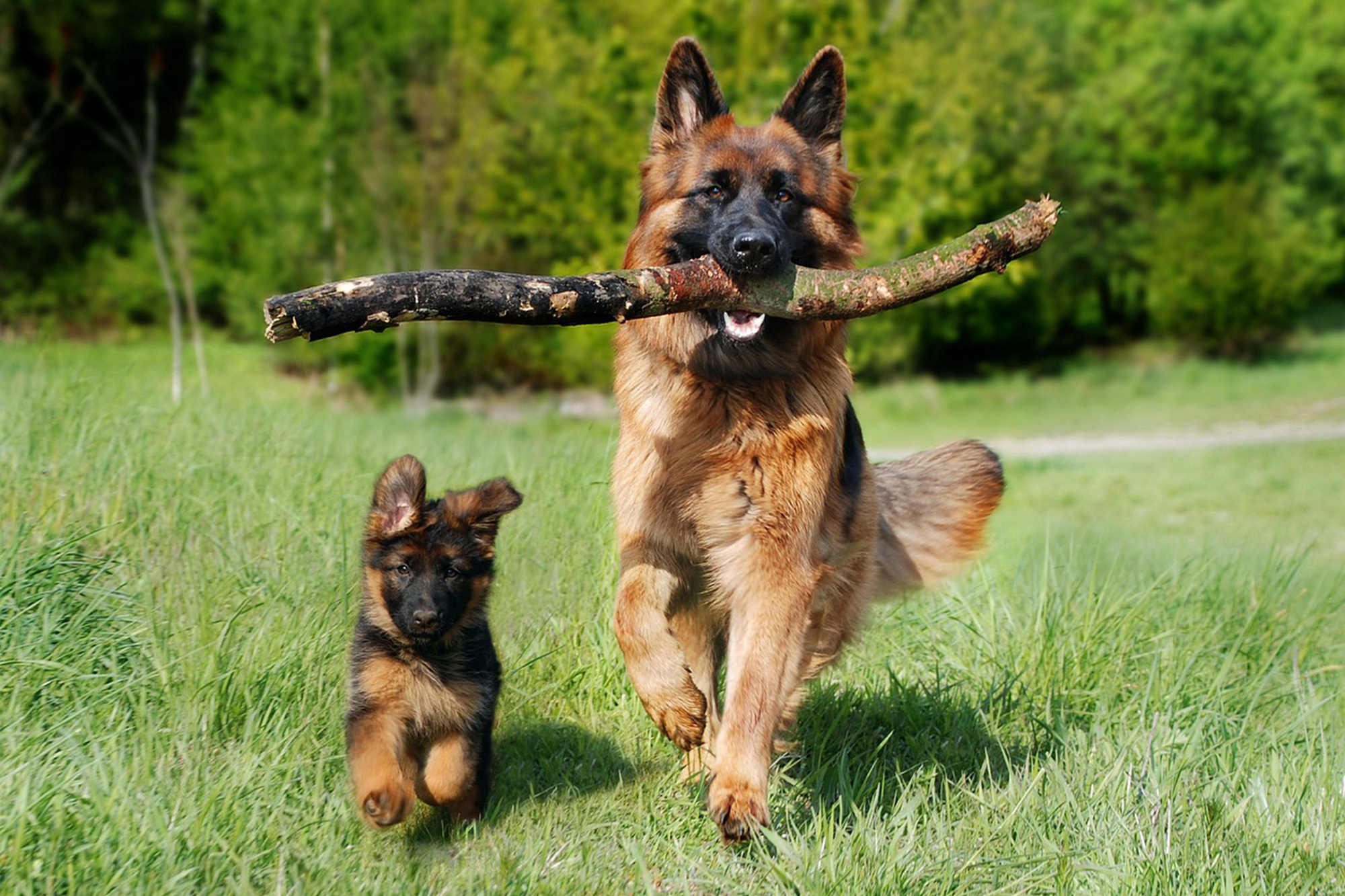 NZ Pet Food Web5 Import Distribution