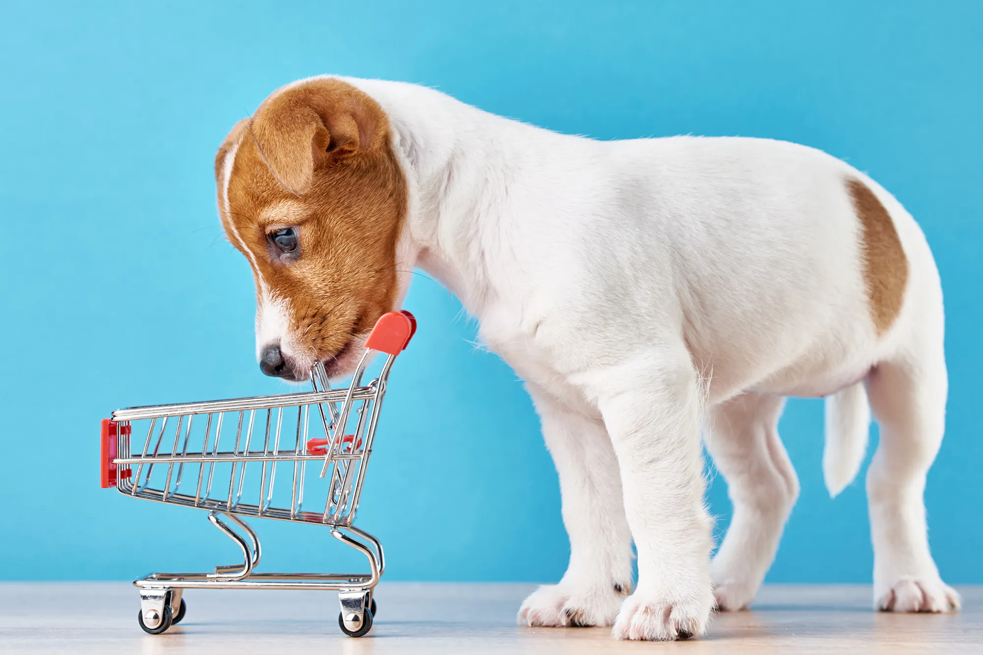 Nth Shore Pet Store Web1 Kakapo Business Sales
