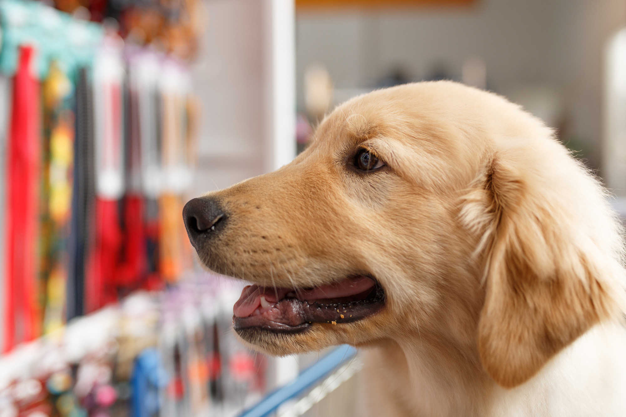Nth Shore Pet Store Web2 Kakapo Business Sales