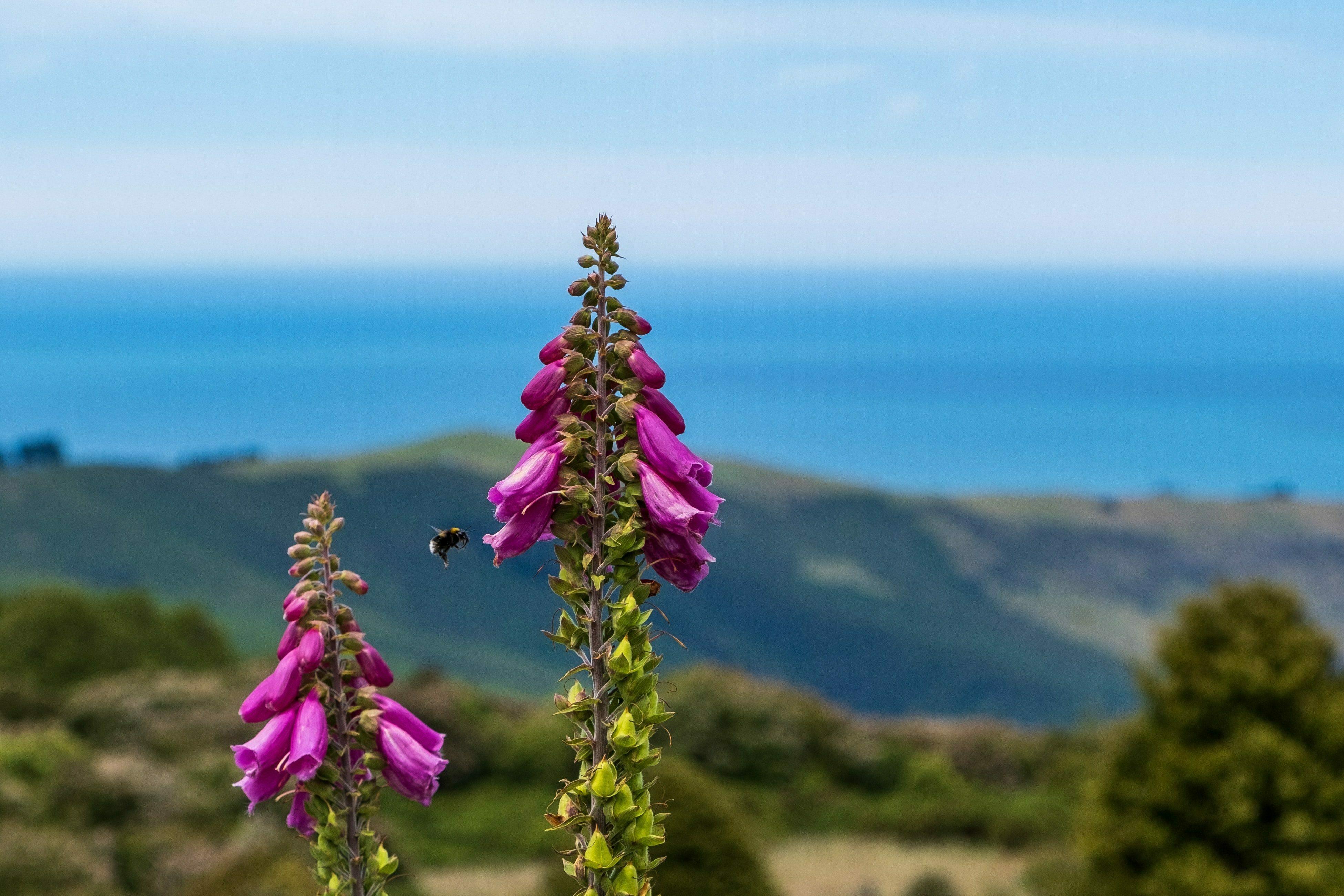 Banks Peninsula