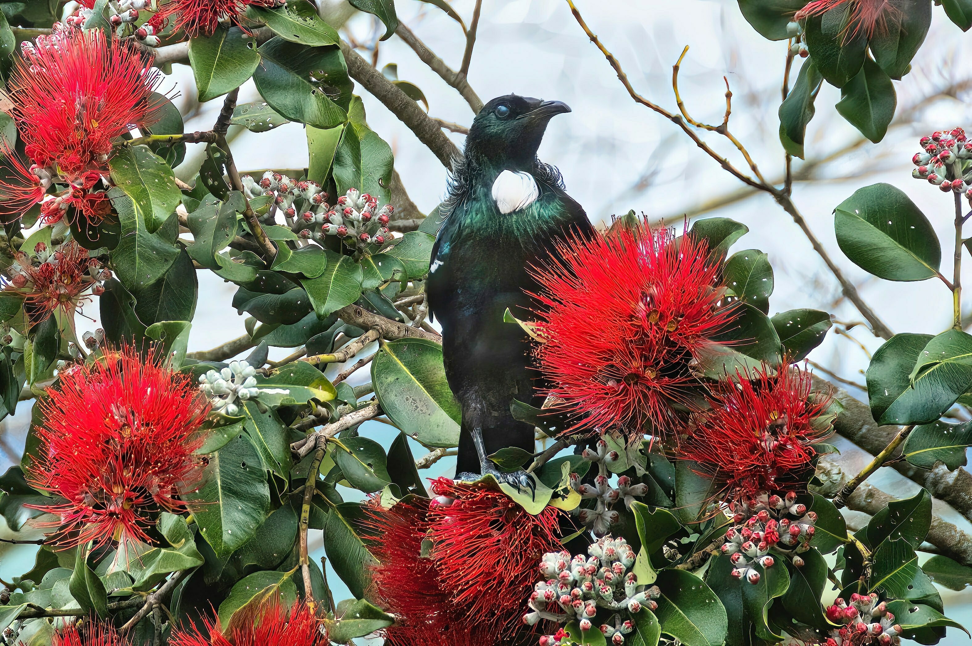 Palmerston North