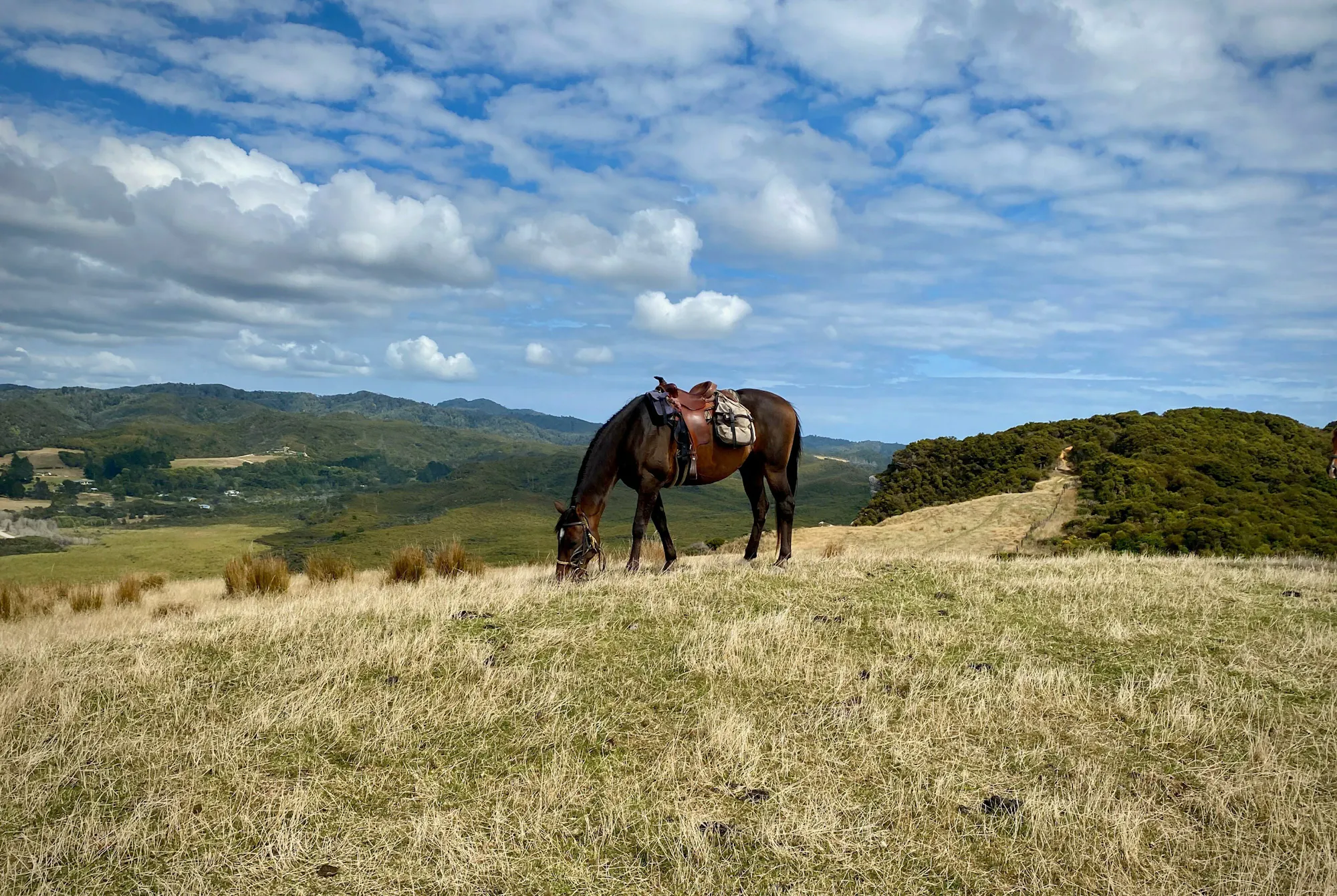 Tasman