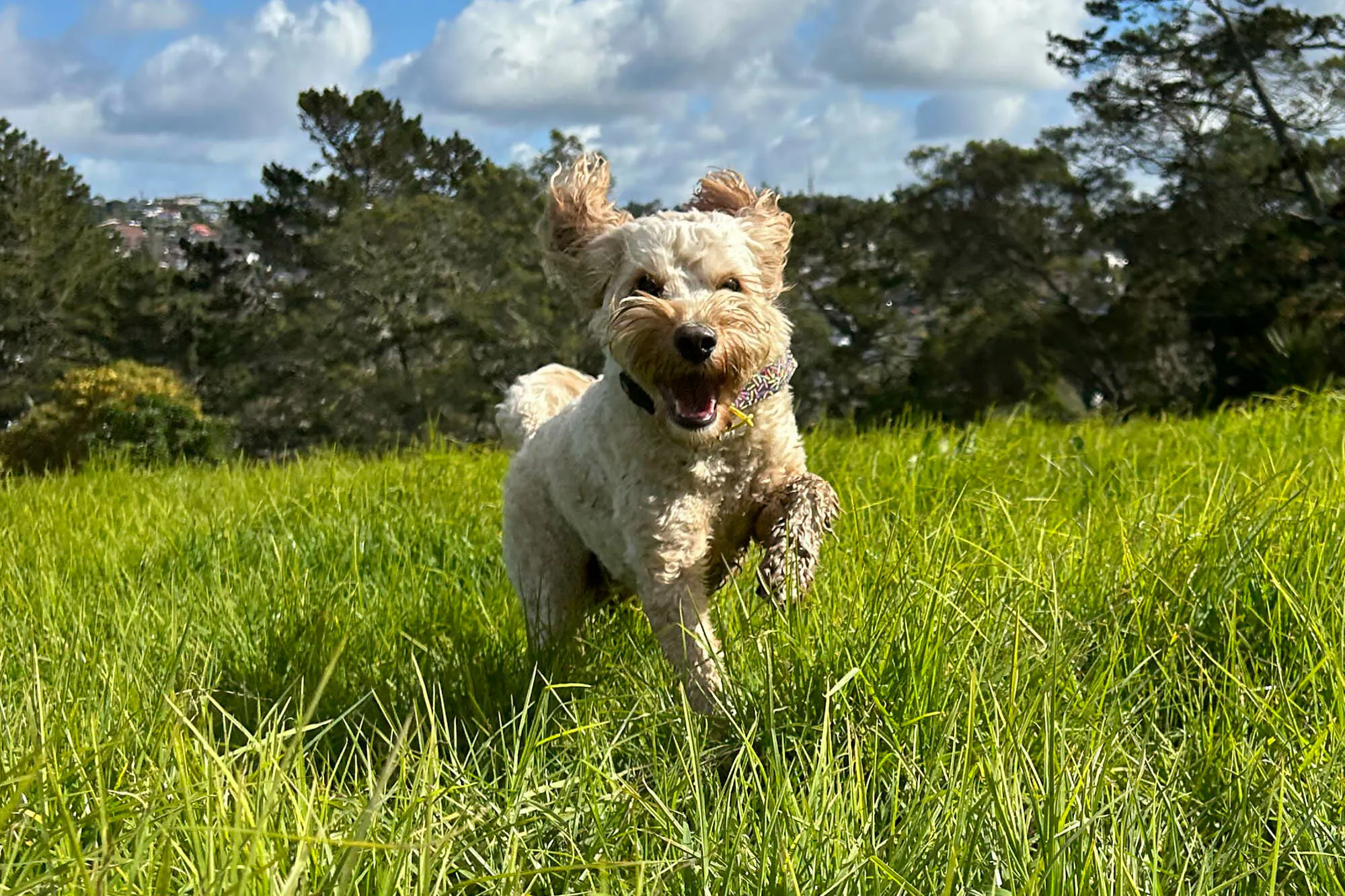 Walkabouts Dog Walking Web1 Kakapo Business Sales